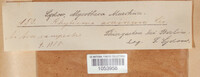 Rhytisma acerinum image